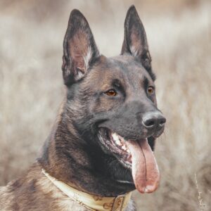 Educación Canina(Bono 5 clases)