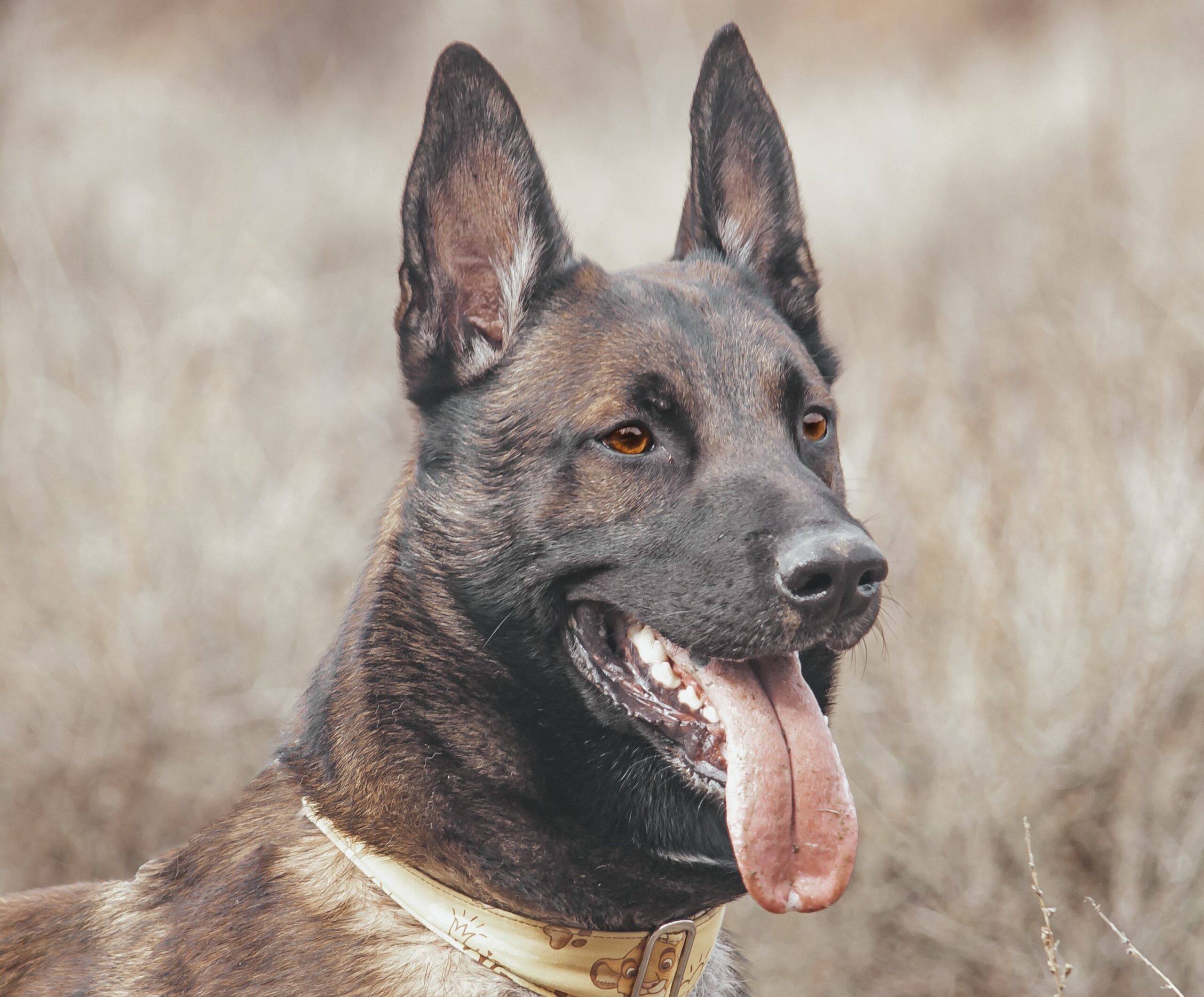 Educación Canina(Bono 5 clases)